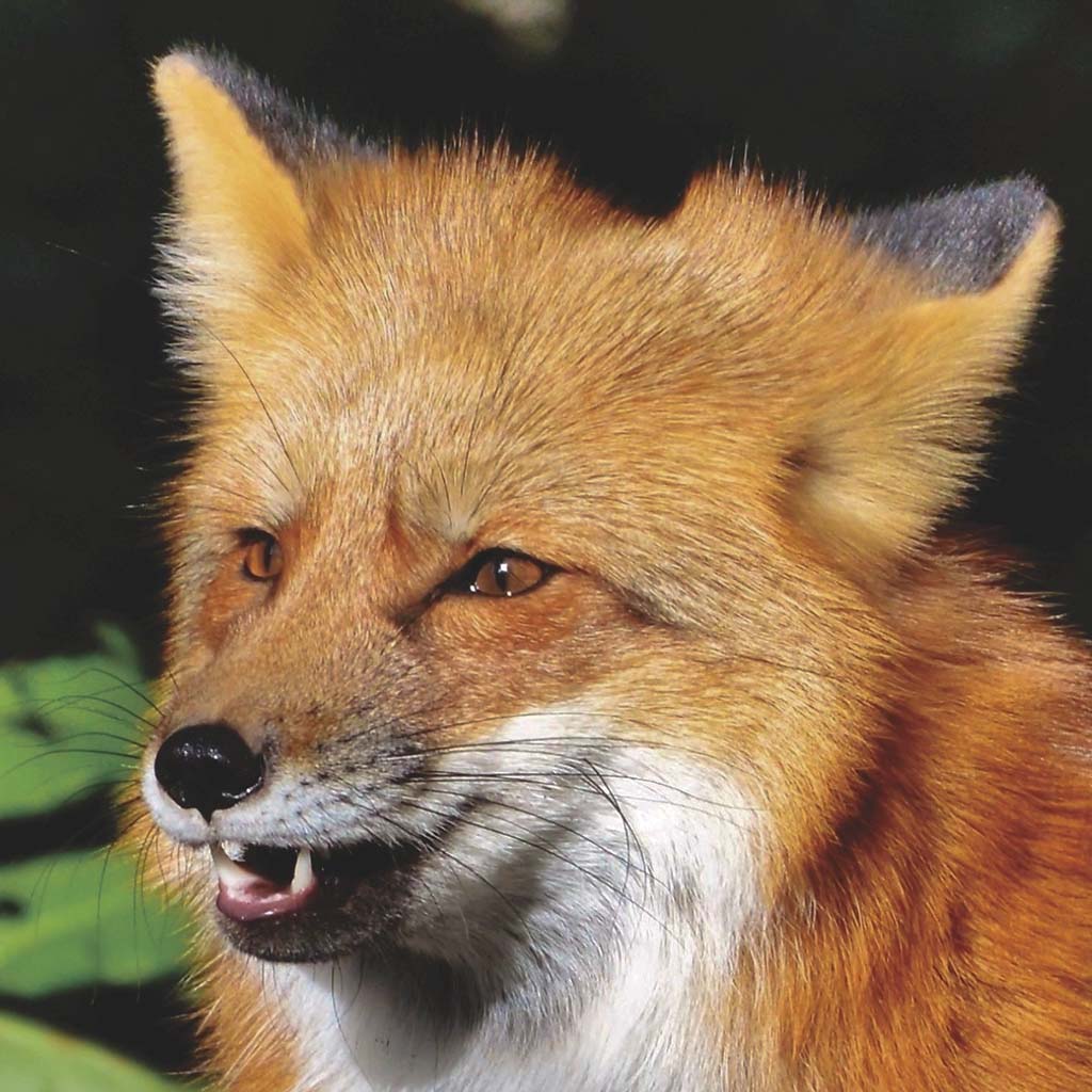 My profile picture - a fox